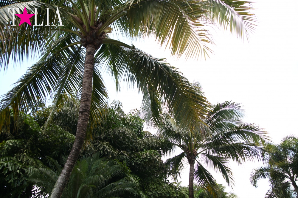 Катание на лодке вокруг Острова обезьян в Стране Львов, Флорида